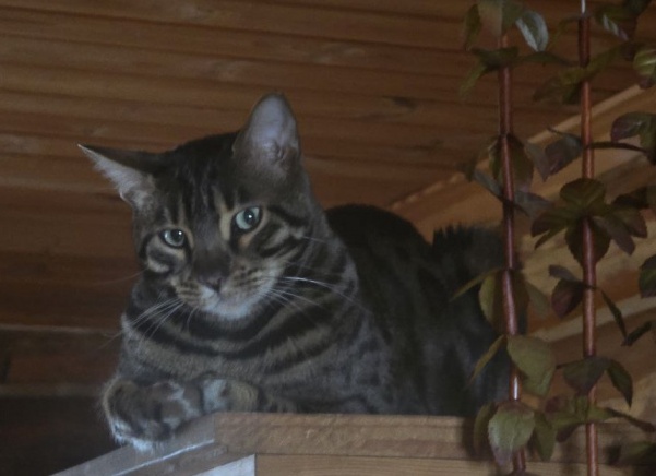 5 ошибок, сокращающих жизнь кошке: что вы делаете не так