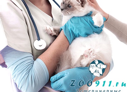 😺Британский кот в доме: плюсы и минусы (серьёзно и не очень)