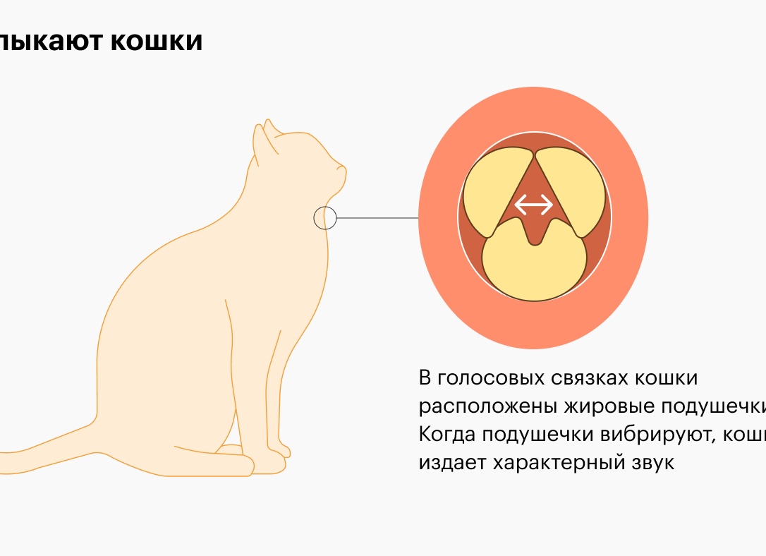 Почему у кошки урчит в животе? Безобидный звук или тревожный сигнал