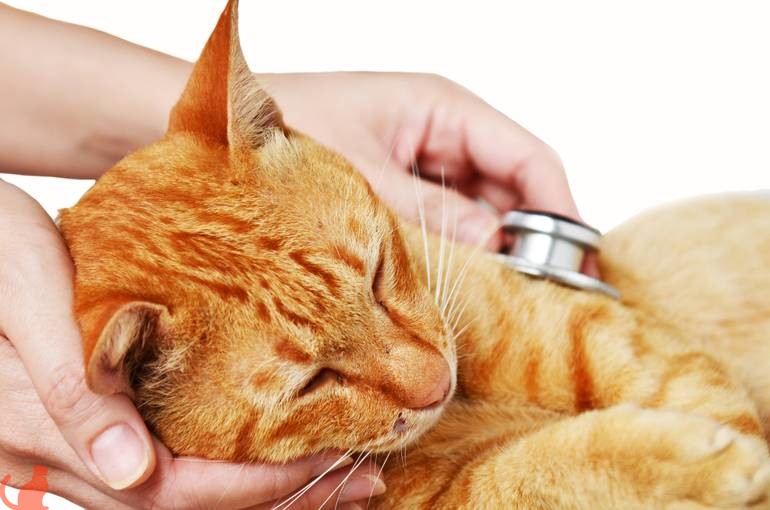 Проплан ветеринарная диета для кошек при мочекаменной болезни