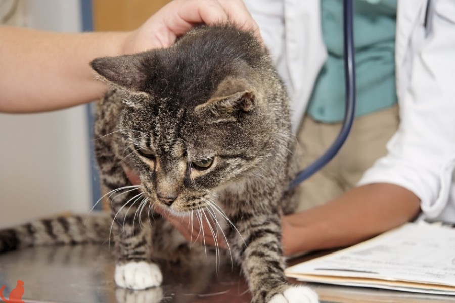 Что делать если у кошки диагностировали липидоз печени