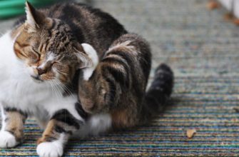 Какая частота обработки домашней кошки от блох: причины появления паразитов