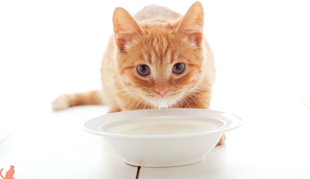 Чем кормить котенка при диарее