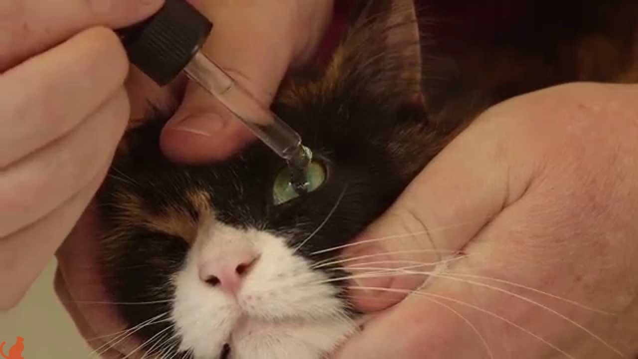 Чем обработать глаз коту после драки