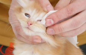 Хлоргексидин при аллергии у кошек