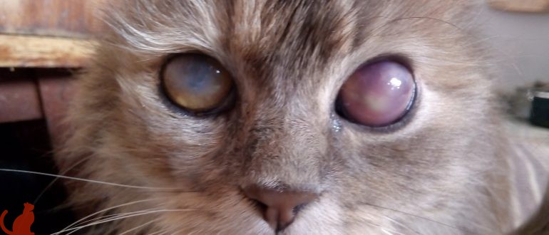 Как вылечить опухший глаз кота thumbnail