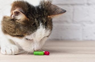 Как часто кошкам нужно давать таблетки от глистов