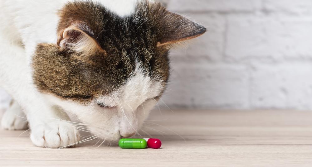 Как часто нужно давать таблетки от глистов кошкам