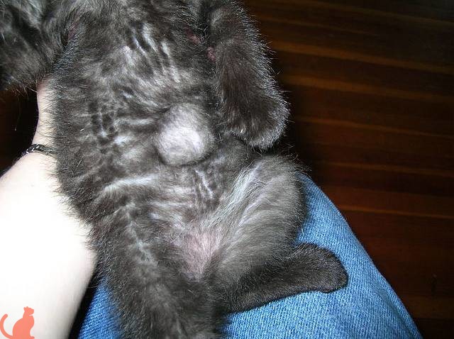 После стерилизации у кошки появилась грыжа thumbnail