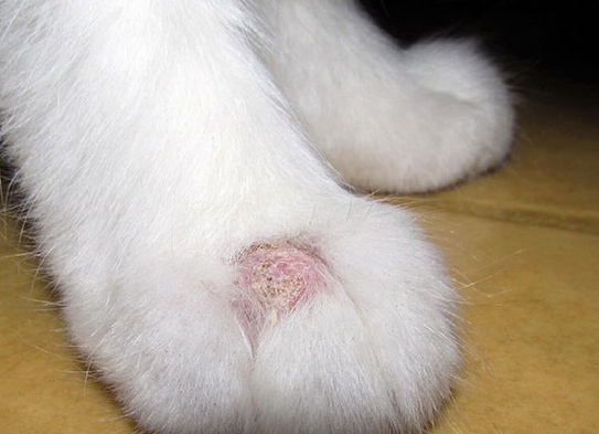 Как определить лишай у кошек в домашних условиях