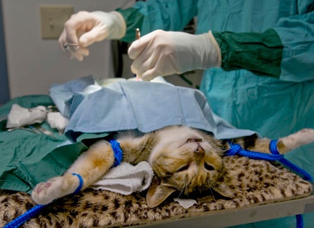 Стерилизация кошек лапароскопическим методом: плюсы и минусы