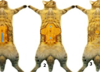 Как ухаживать за кошкой после стерилизации