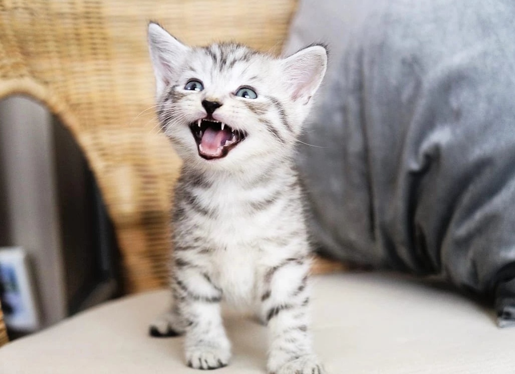 В каком возрасте у котят меняется цвет глаз