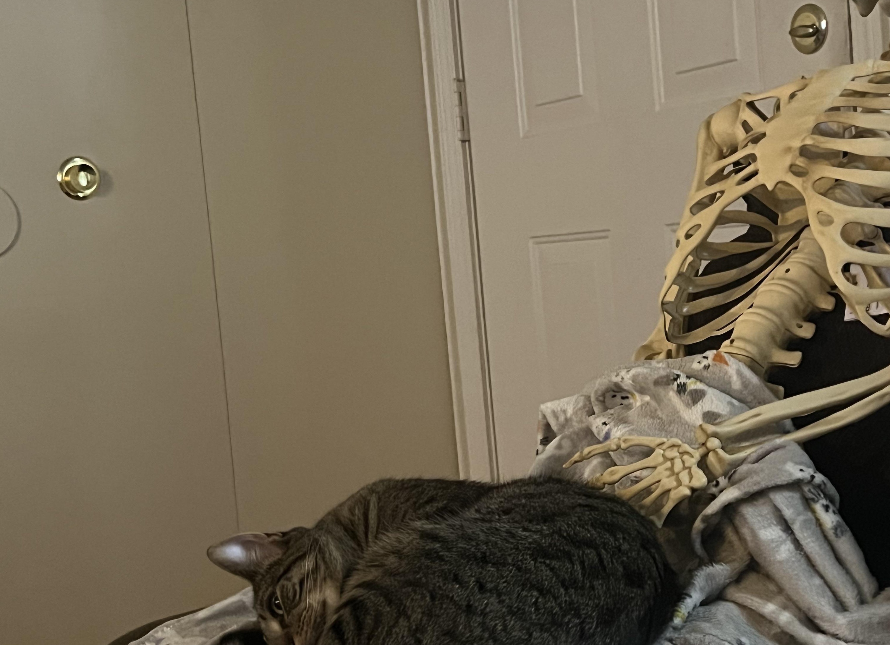 Кошка просто лежала на коленях… А потом перестала доверять