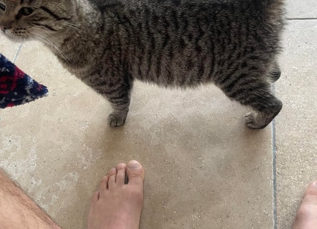 Маленькая кошка с большим животом уныло брела по тропинке. Она очень устала (реальная история)