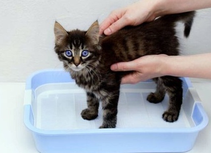 Как ухаживать за месячным котенком, которого бросила кошка