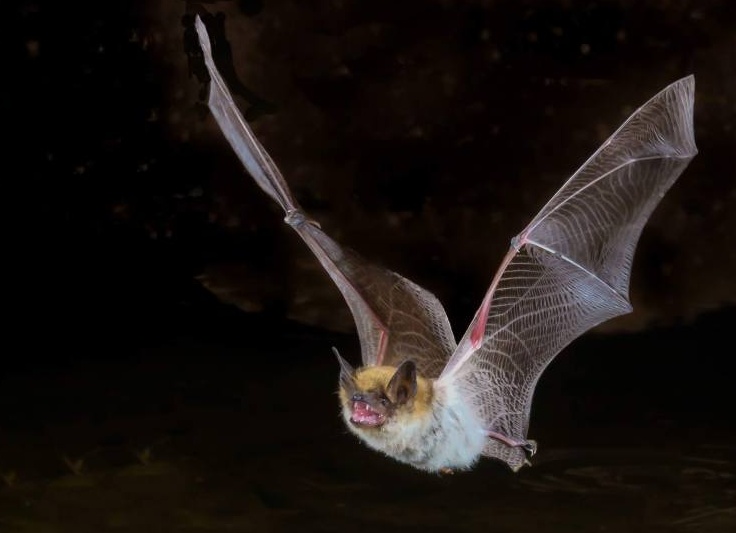 Как точно узнать, есть ли бешенство у вашей кошки