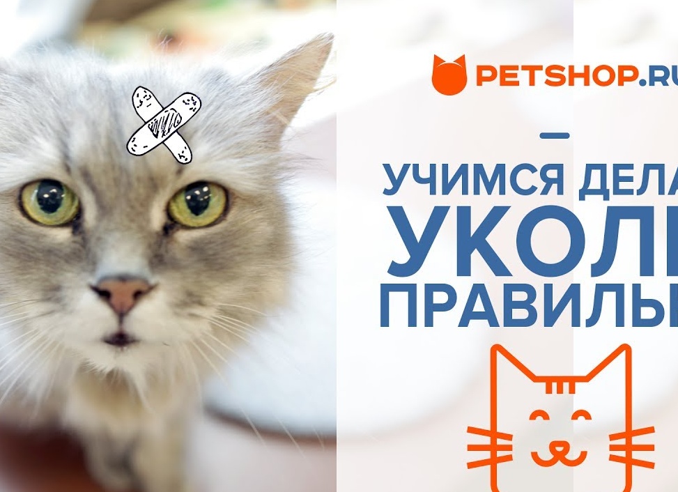 Как сделать укол кошке в домашних условиях