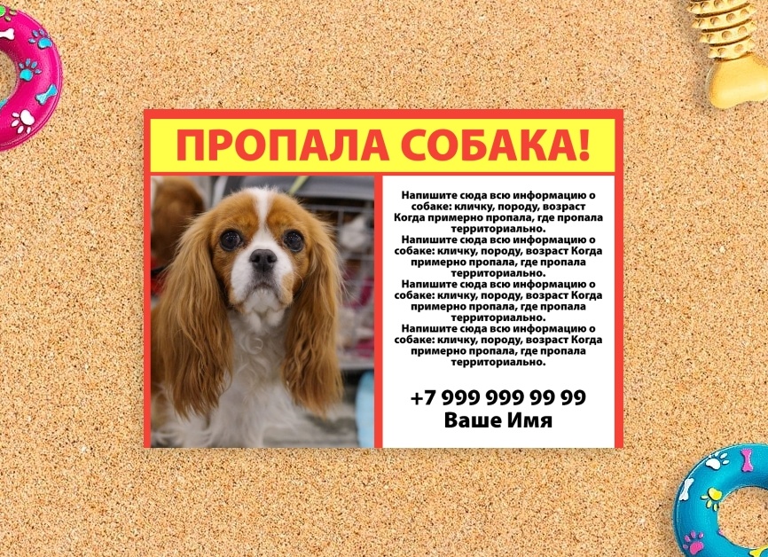 Куда разместить объявление о пропаже животного?
