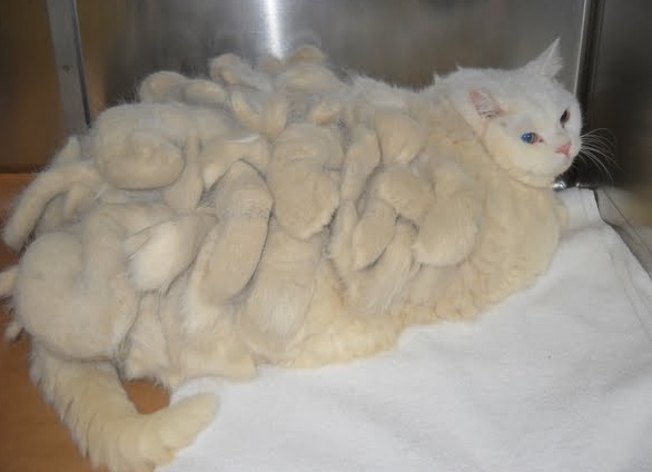 Как избавиться от колтунов у кошки в домашних условиях