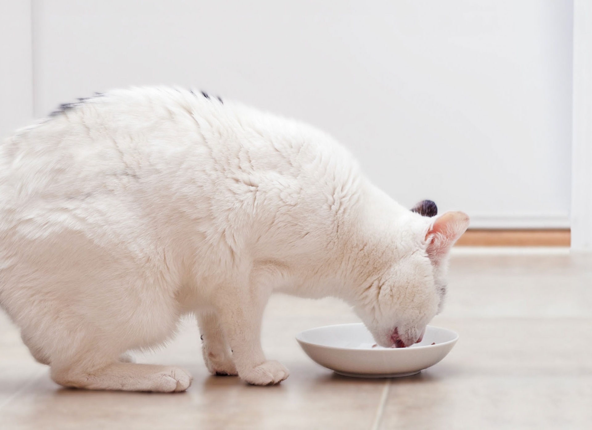 Лечение недержания у кошек в домашних условиях