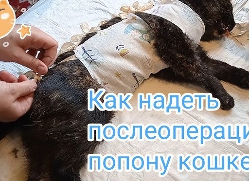 Как правильно кошке завязывать попону после стерилизации