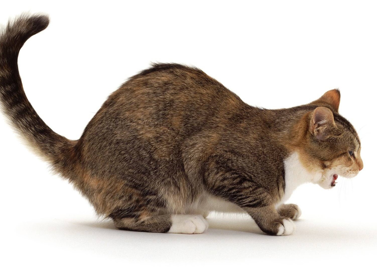 Кашель у кошки. Как с ним бороться?