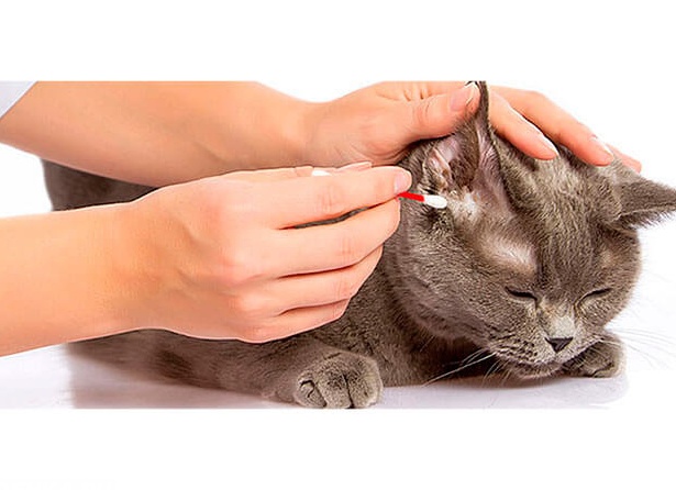 Как чистить уши кошке в домашних условиях
