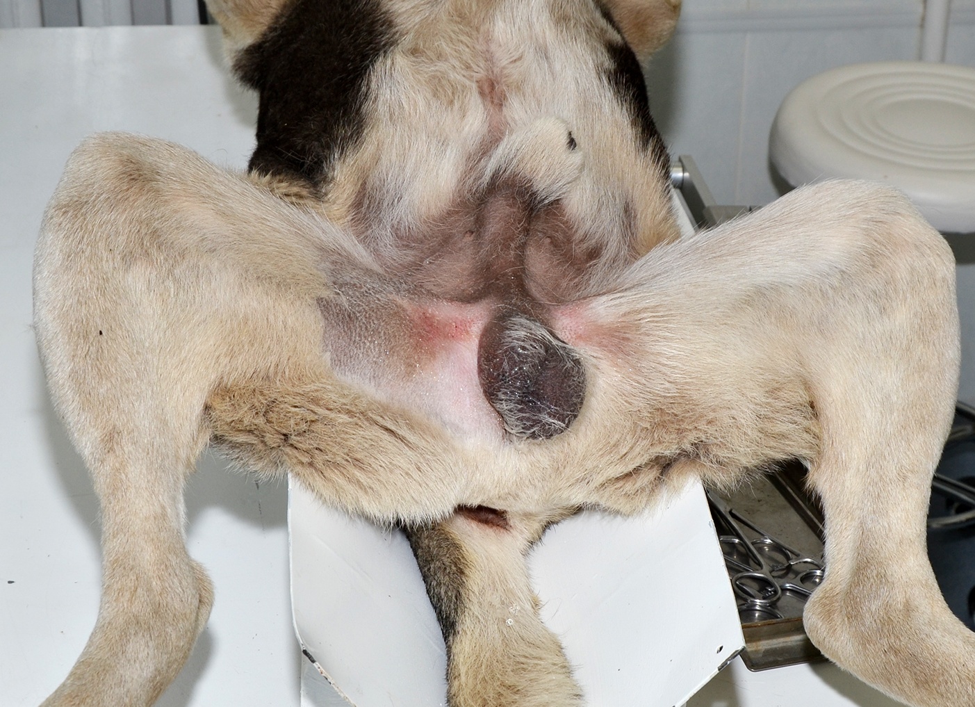 Особенности кастрации крипторха: подготовка и послеоперационный уход