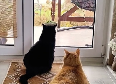 Что делают кошки в наше отсутствие?