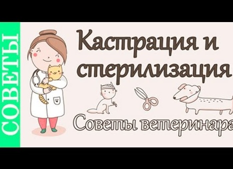 Кастрация взрослого кота: плюсы и минусы