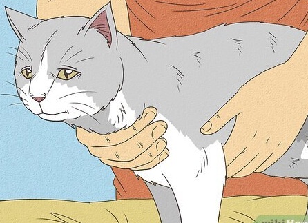 Как понять, что ваша кошка скоро будет рожать