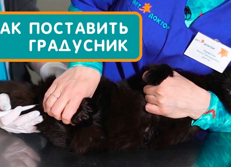 Как померить температуру кошке в домашних условиях