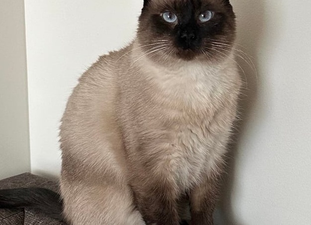 😸Сколько слов знает ваша кошка? Научный (и не очень) разбор кошачьего словаря