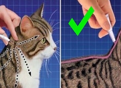 Как правильно капать капли от блох вашей кошке