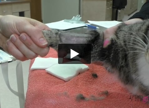 Как кошке поставить капельницу в домашних условиях