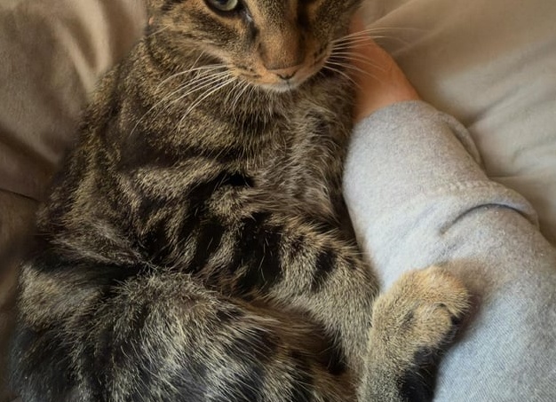 Деревенские кошки: 15 милых фото и смешные истории о самобытности сельских питомцев