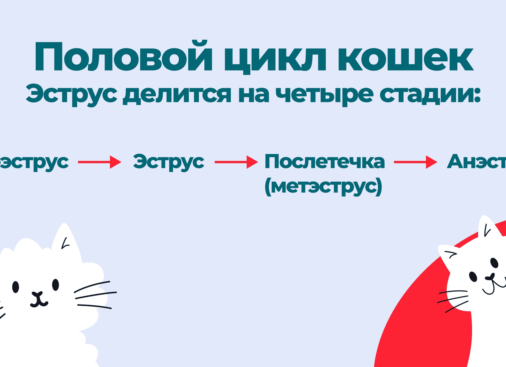 Сколько длится течка у домашних кошек