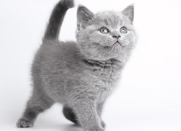 Как ухаживать за котенком в первые дни дома