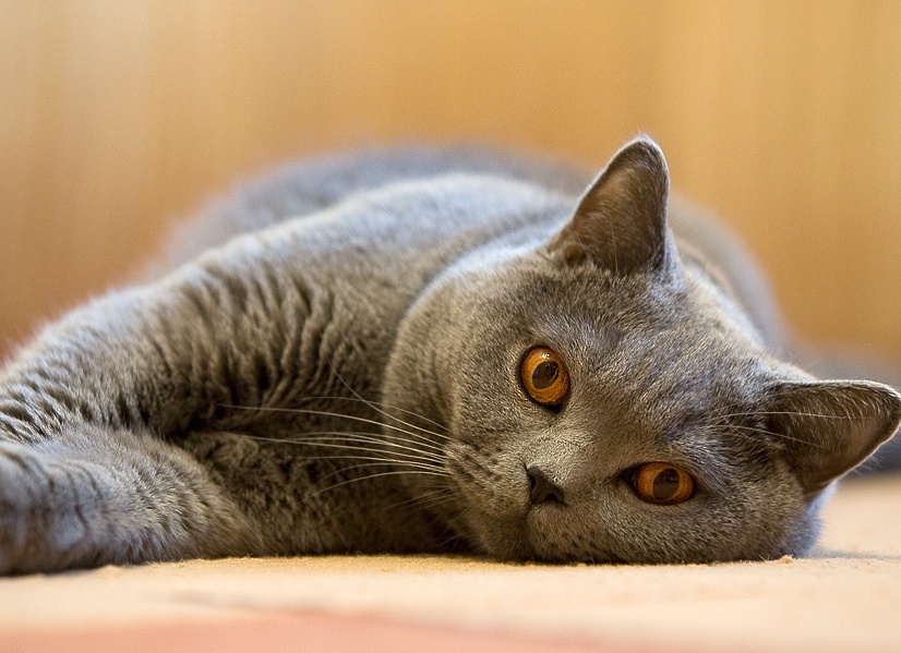 Почему кот после кастрации хочет кошку