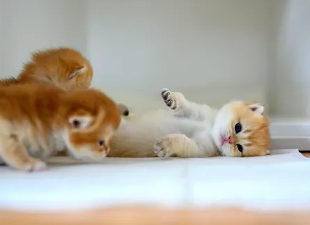 Что делать, если кошка бросила котят, и каковы причины такого поведения?