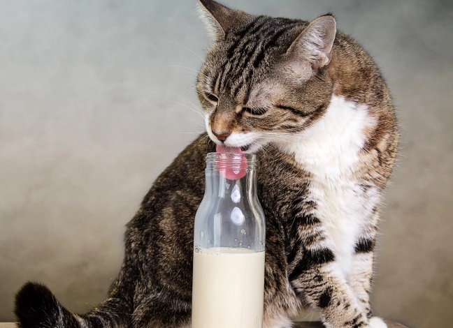 Можно ли кошкам кокосовое молоко и масло: опасности, которые замалчиваются