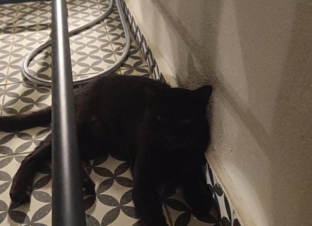 Как понять, что у кошки нет молока после родов