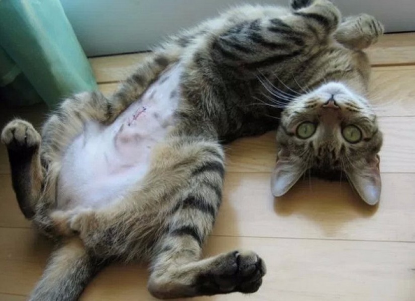 Какими могут быть последствия стерилизации кошки Какими могут быть последствия стерилизации кошки