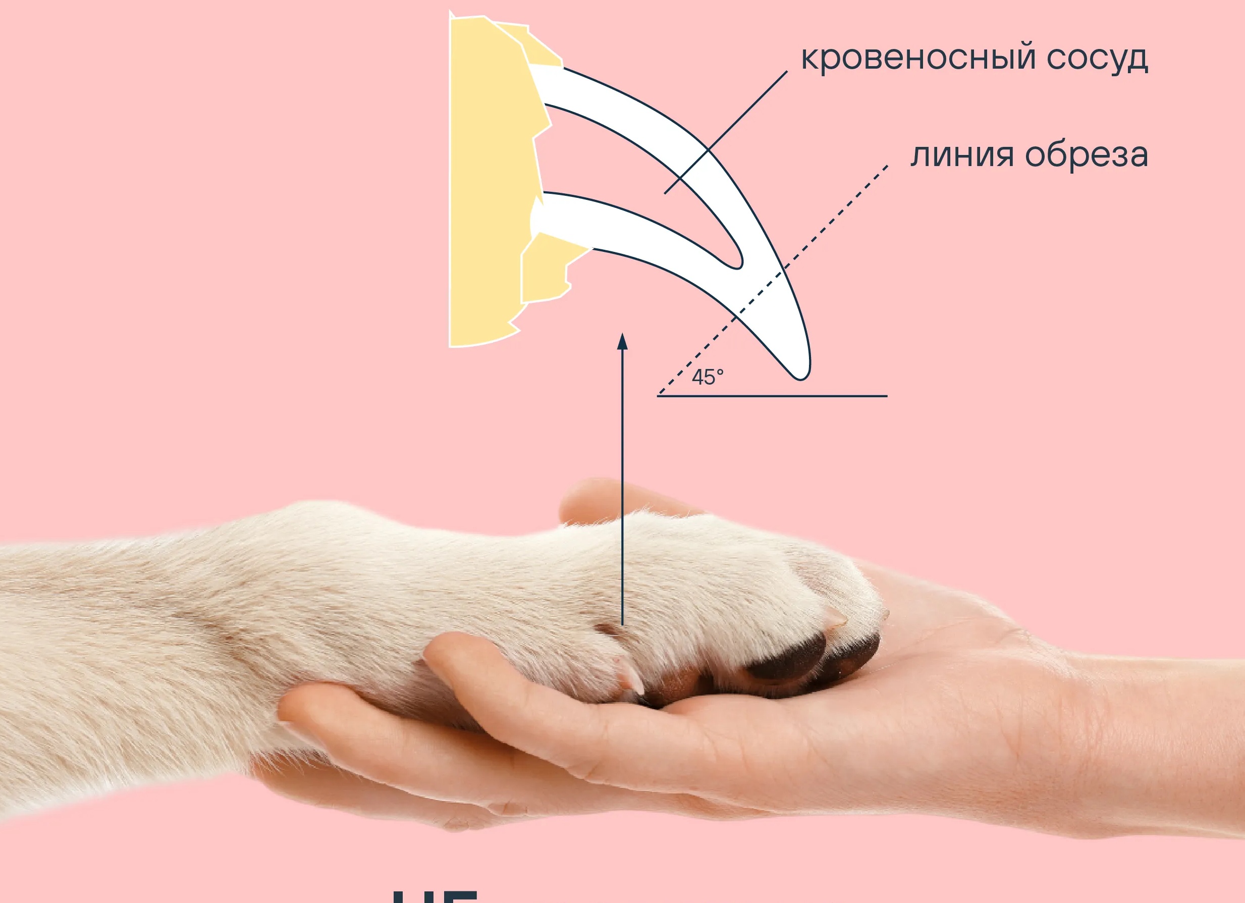 Стрижка кошачьих когтей в домашних условиях