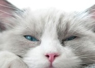 Почему кошка щурится, глядя на хозяина? Это не всегда знак доверия