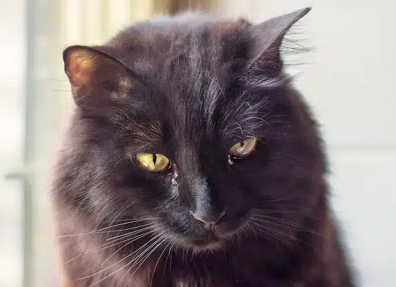 У вашего шотландского котёнка «текут» глаза? Почему и что с этим делать?