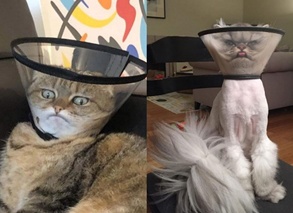 Почему после стерилизации кошки кричат