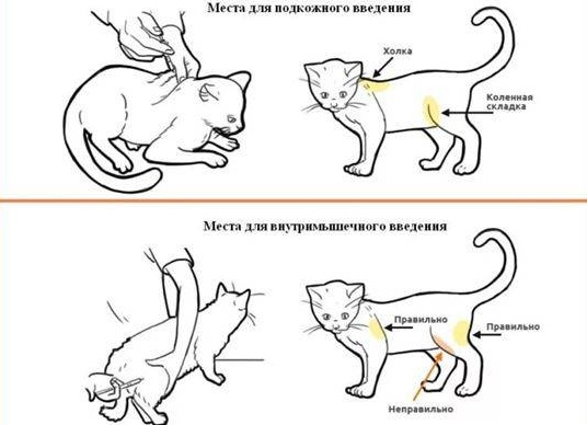 Как сделать кошке подкожный укол в холку