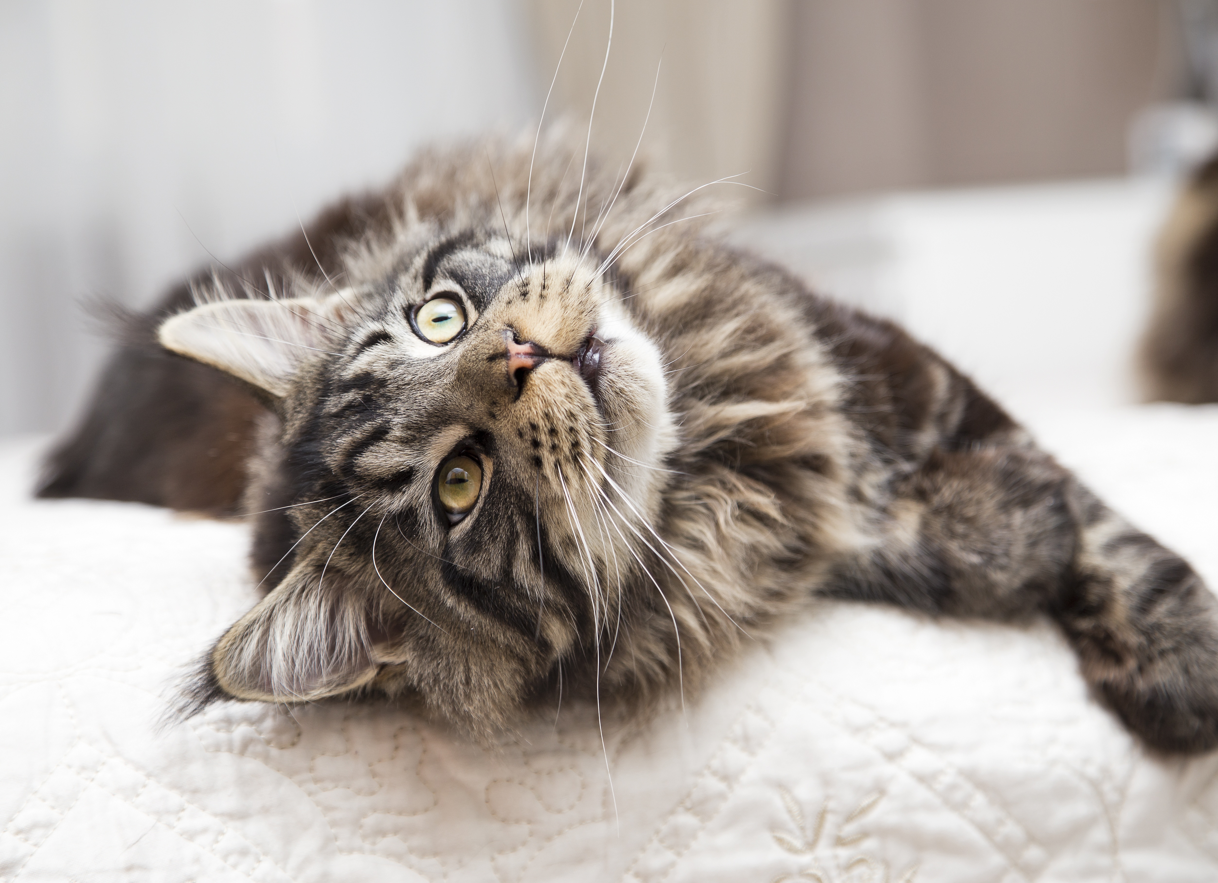 Мейн — кун: особенности породы и уход.